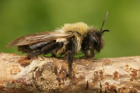 Closeup on a female Grey-backed mining bee, Andrena vaga sitting on a twig Stock Photos