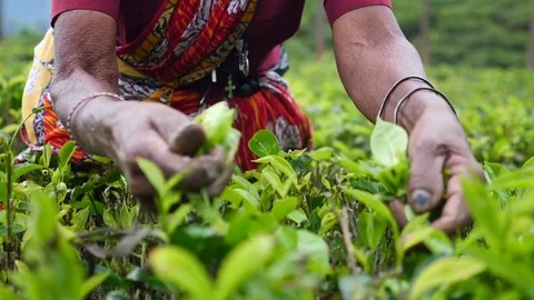 Closeup Female Hands Picking Tea Leaves At A Tea Plantation Video stock 84989136