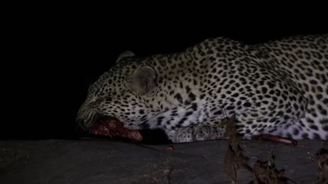 Closeup of a female leopard feeding on a carcass atop a huge tree in the Video stock 345176248