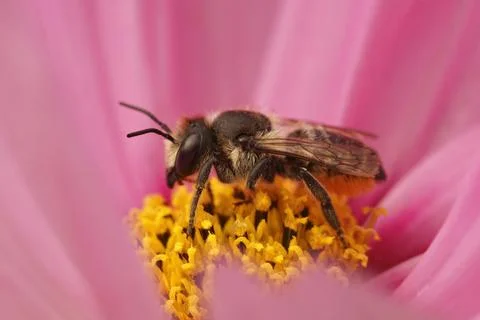 Closeup on female Patchwork leafcutter bee, Megachile centuncularis Stock Photos