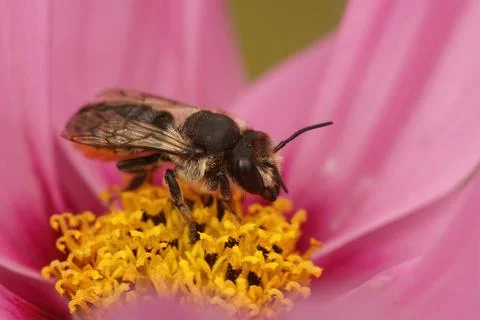 Closeup on female Patchwork leafcutter bee, Megachile centuncula Fotos de archivo
