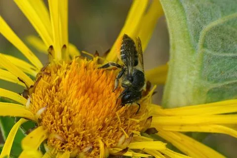 Closeup on a female Patchwork leafcutter bee, Megachile centuncularis, collectin 스톡 사진