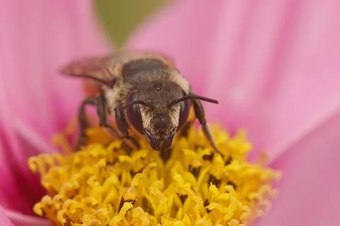 Closeup on a female Patchwork leafcutter bee, Megachile centuncularis, in a pink Fotos de archivo
