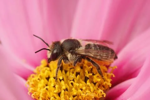 Closeup on a female Patchwork leafcutter bee, Megachile centuncularis, sitting i Fotos de archivo