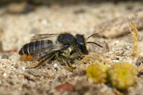 Closeup on a female Patchwork leafcutter bee , Megachile centuncularis sitting o Fotos de archivo