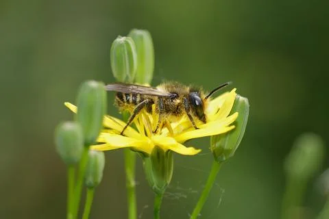 Closeup of a female Patchwork leafcutter bee (Megachile centuncularius) resting 스톡 사진