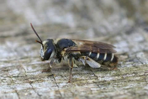 Closeup on a female of the Variable miner bee, Andrena variabilis Fotos de archivo