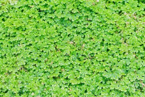 Closeup Fern leaf background Stock Photos