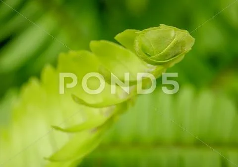 Closeup of fern. shallow depth of field. Stock Photos