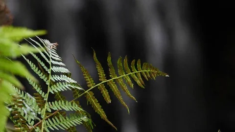 Closeup of Ferns with small waterfall in the background 스톡 동영상 80441186