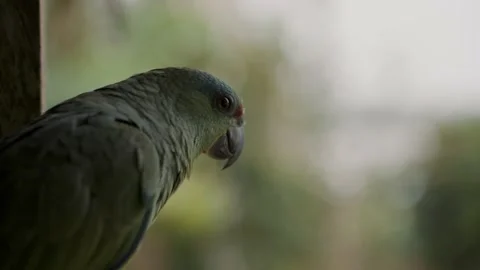 Closeup Of A Festive Amazon Parrot Looking Around In The Rainforest Of Stock Footage 218573667