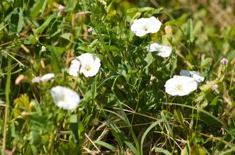 Closeup of field bindweed flowers with selective focus on foreground Stock Photos