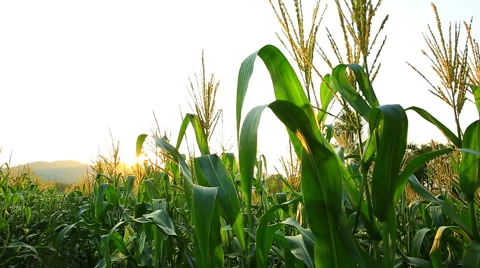 Closeup of a field of corn farm with flare . Stock Footage 46621740