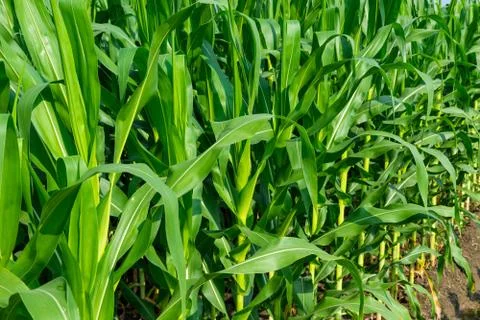 Closeup of a field of corn Stock Photos