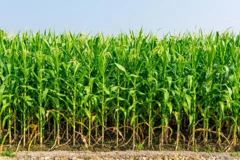 Closeup of a field of corn Foto stock