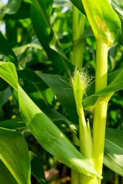 Closeup of a field of corn Stock Photos