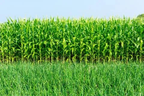 Closeup of a field of corn Stock Photos