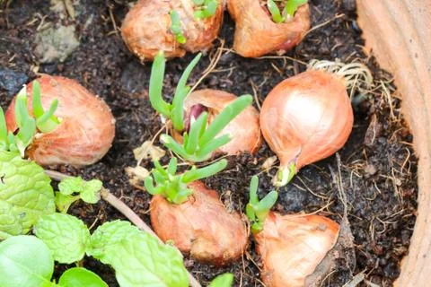Closeup fields of onion in the pot Stock Photos