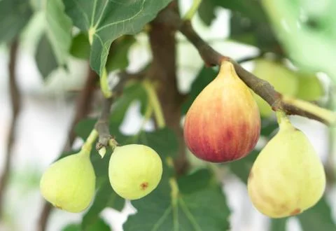 Closeup fig fruit on tree branch, selective focus Stock Photos