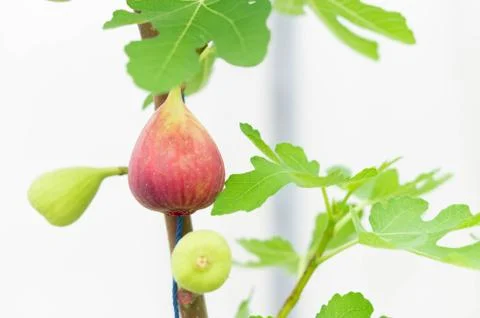 Closeup fig fruit on tree branch, selective focus Stock Photos