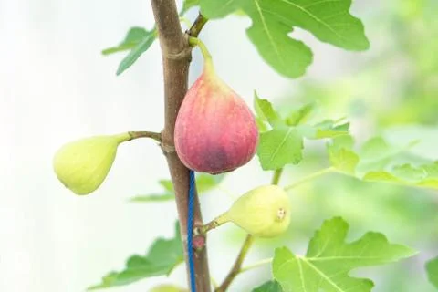Closeup fig fruit on tree branch, selective focus Stock Photos