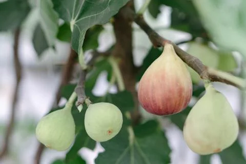 Closeup fig fruit on tree branch, selective focus Stock Photos