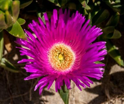 Closeup of fig of Hottentots Stock Photos