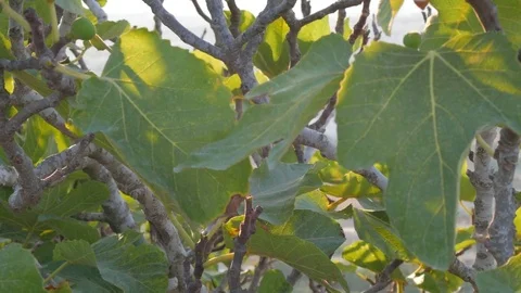 Closeup fig tree branches in the wind Vídeos de archivo 79365819