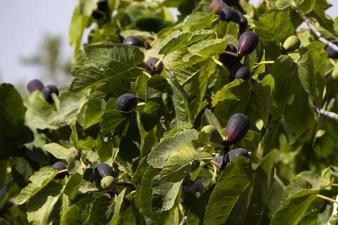 A closeup of a fig tree Stock Photos