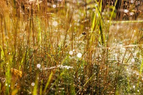 Closeup of fine spider silk covered with dew droplets and sparkling in back.. Stock Photos