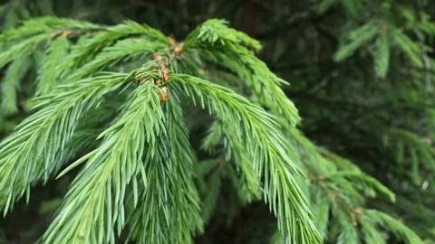 Closeup fir branches in the forest developing in the wind Stock Footage 71610213