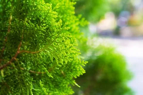 Closeup of fir tree Stock Photos