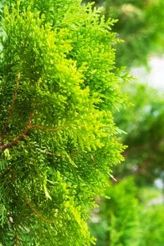 Closeup of fir tree Stock Photos