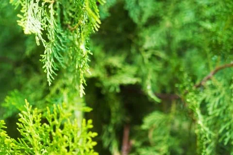Closeup of fir tree Foto stock