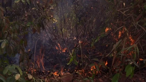 Closeup of fire in amazon rainforest. Leaves and tree branches of forest burn.  Vidéo 232496545