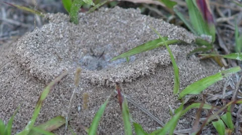 Closeup of Fire Ants entering and exiting mound, 4K Stock Footage 50144746