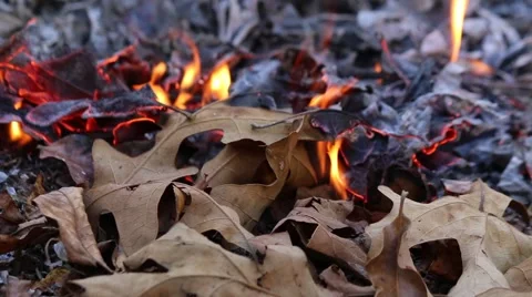 Closeup of Fire Consuming Dry Leaves in Autumn Stock Footage 43502657
