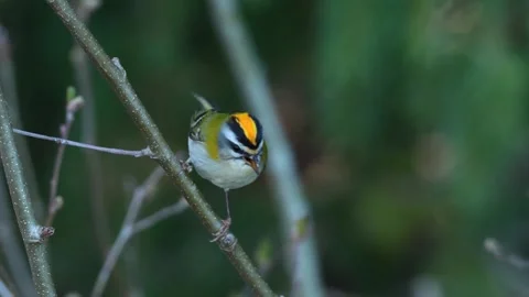 Closeup of Firecrest singing and flying away Stock Footage 246872255