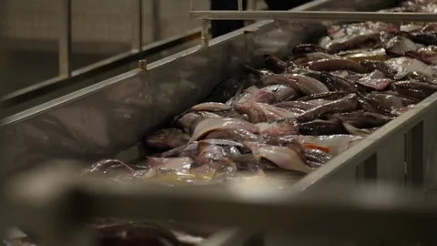 Closeup of fish being processed at a fish factory for the food industry 動画素材 107148836