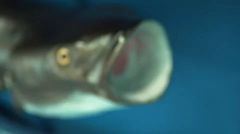Closeup of a fish face Video stock 62700942