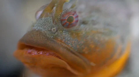 Closeup of Fish Stock Footage 25542109