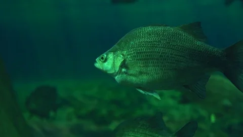 Closeup Fish 動画素材 82910852