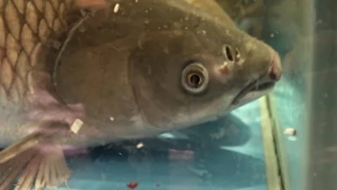 Closeup on a fish (grass carp) in a water tank 02 Stock Footage 249885038