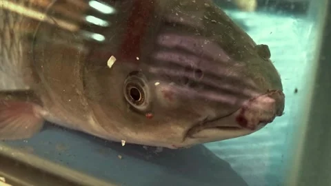Closeup on a fish (grass carp) in a water tank 01 Stock Footage 249885069