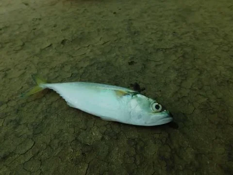 Closeup of a fish isolated on a surface Stock Photos