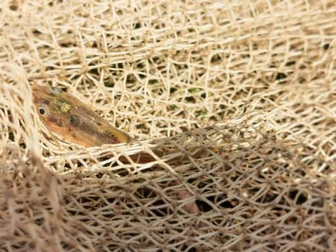 Closeup of a fish net kept on the side of a pond Stock Photos