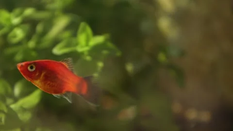Closeup of a fish in water Stock Footage 295851770