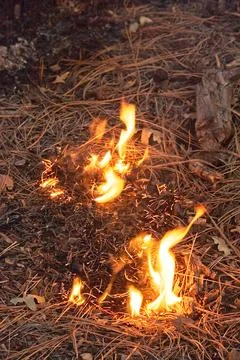 Closeup of flames burning dry pine needles on the forest floor in a forest fire. Stock Photos