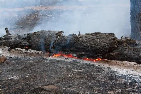 Closeup of flames burning a fallen tree on the forest floor in a forest fire. Stock Photos