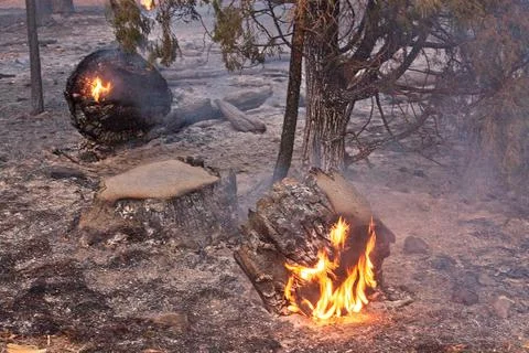 Closeup of flames burning a fallen tree stump in a forest fire. Stock Photos